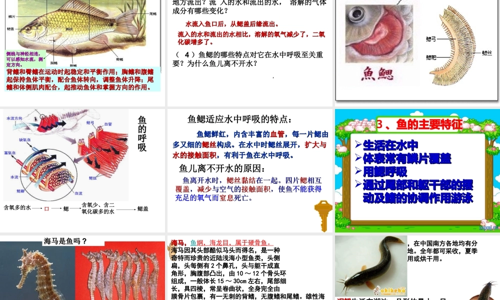 八年级生物上册 第五单元 第一章 第四节 鱼课件 （新版）新人教版-（新版）新人教级上册生物课件