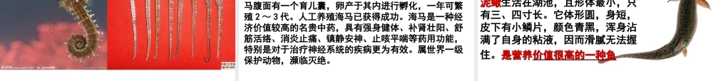 八年级生物上册 第五单元 第一章 第四节 鱼课件 （新版）新人教版-（新版）新人教级上册生物课件