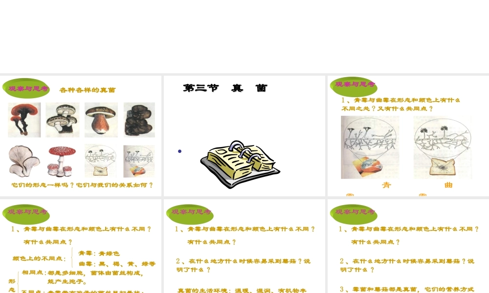 八年级生物上册 第5单元 第4章 细菌和真菌 第三节 真菌课件2 新人教版