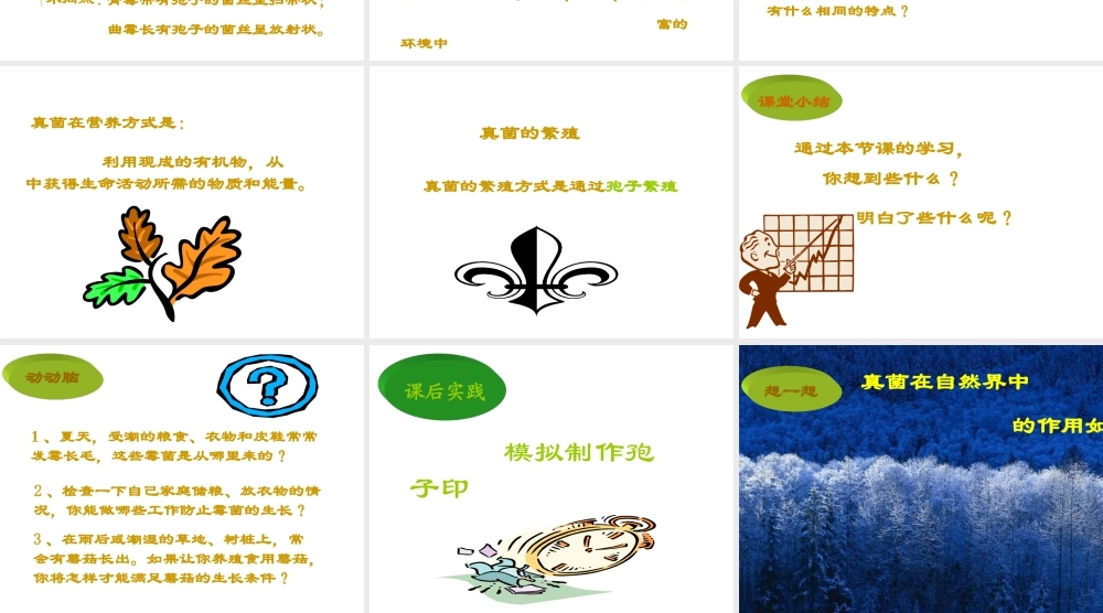 八年级生物上册 第5单元 第4章 细菌和真菌 第三节 真菌课件2 新人教版