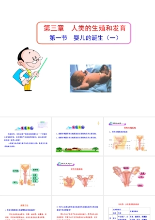 八年级生物上册 第三章 第一节 婴儿的诞生（一）课件 济南版