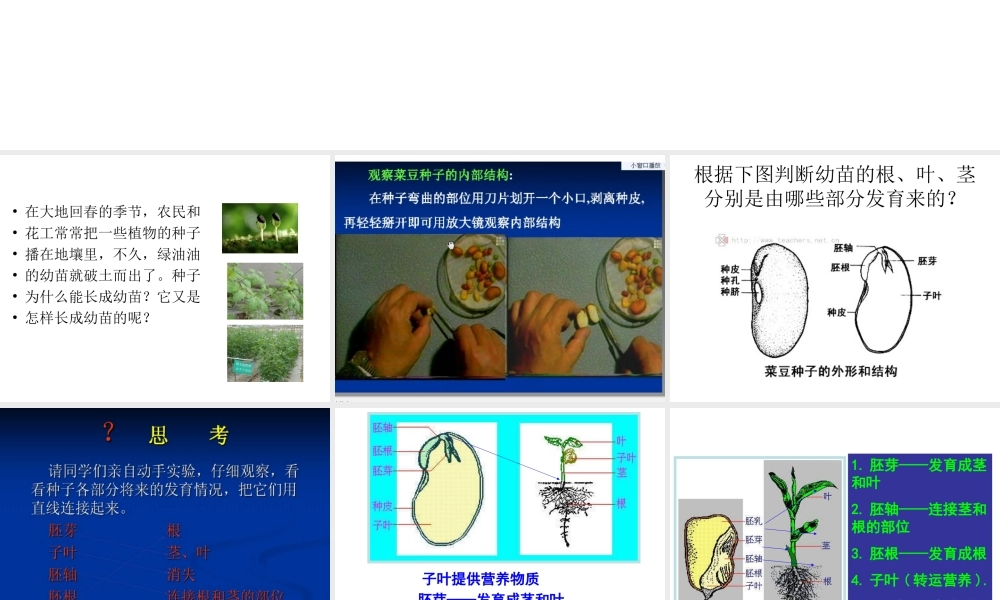 八年级生物上册 第三单元 植物的生活 第一章 种子的萌发和芽的发育 第一节 种子萌发的过程课件 冀教版-冀教版初中八年级上册生物课件
