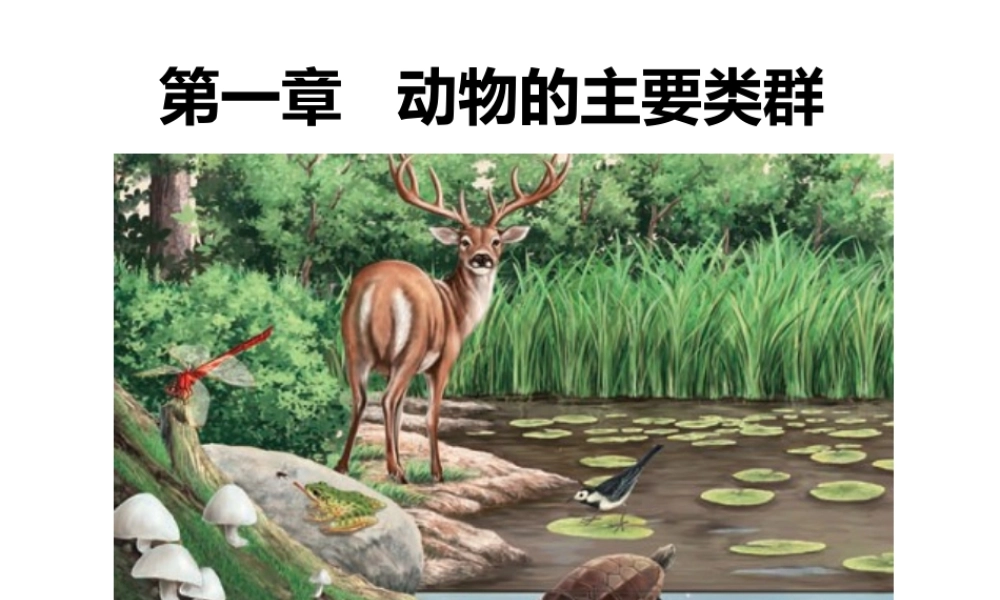 八年级生物上册 第五单元 第一章 第四节 鱼课件 （新版）新人教版