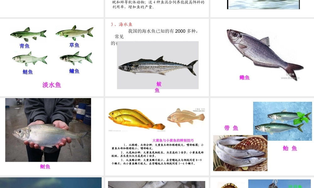 八年级生物上册 第五单元 第一章 第四节 鱼课件 （新版）新人教版