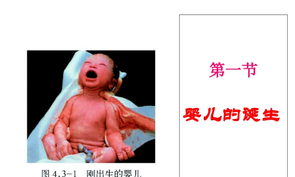 八年级生物上册 第三章 第一节 婴儿的诞生课件 济南版