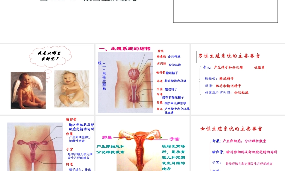 八年级生物上册 第三章 第一节 婴儿的诞生课件 济南版