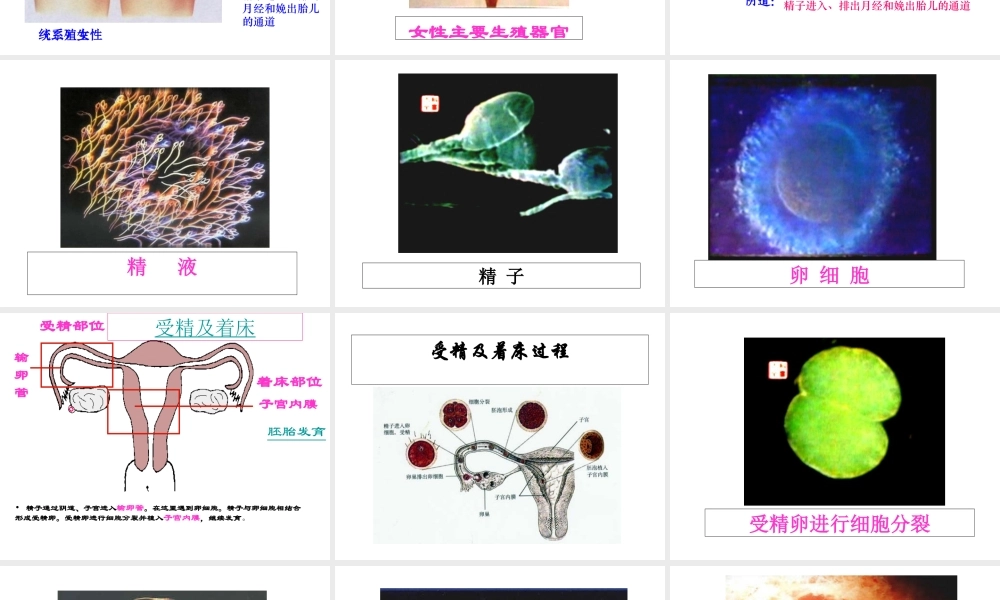 八年级生物上册 第三章 第一节 婴儿的诞生课件 济南版