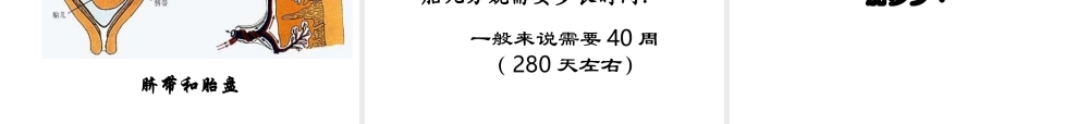 八年级生物上册 第三章 第一节 婴儿的诞生课件 济南版