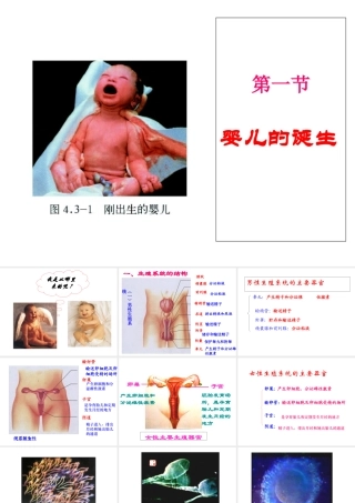 八年级生物上册 第三章 第一节 婴儿的诞生课件 济南版