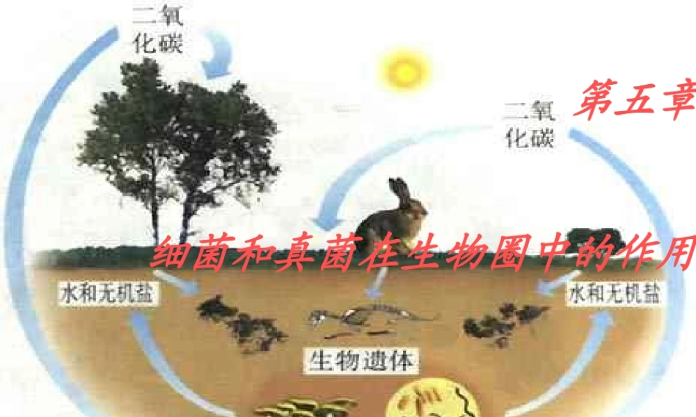 八年级生物上册 第5单元 第5章 病毒 第二节 人类对细菌和真菌的利用课件 新人教版