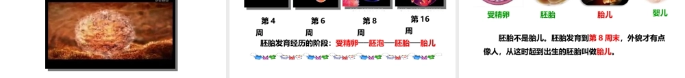 八年级生物上册 第三章 第一节《婴儿的诞生》课件 （新版）济南版