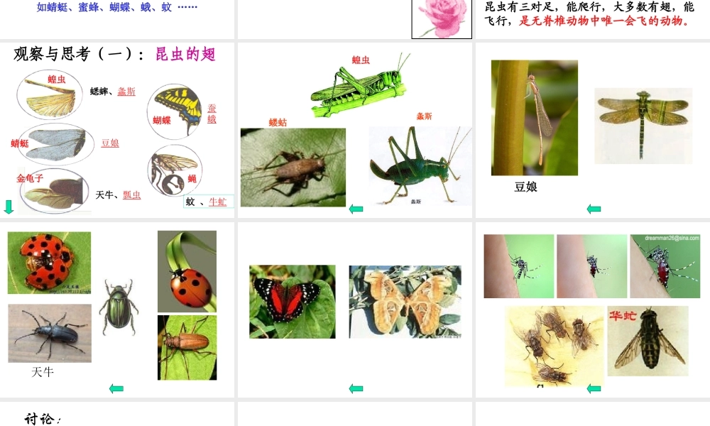 八年级生物上册 第一单元第二节陆地生活的动物课件 人教新课标版