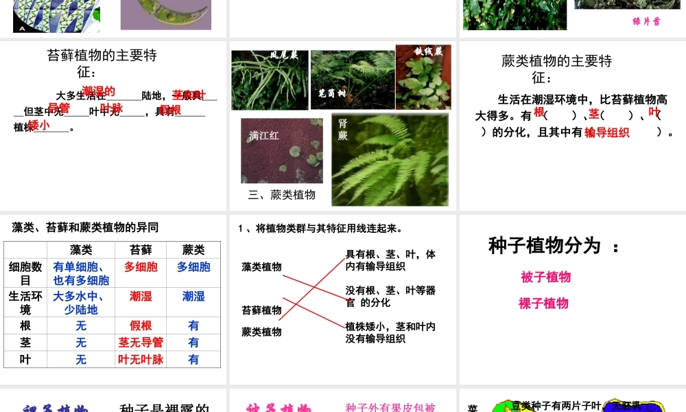 八年级生物上册 第一节 尝试对生物进行分类课件 新人教版