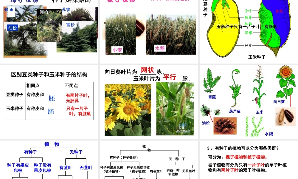 八年级生物上册 第一节 尝试对生物进行分类课件 新人教版
