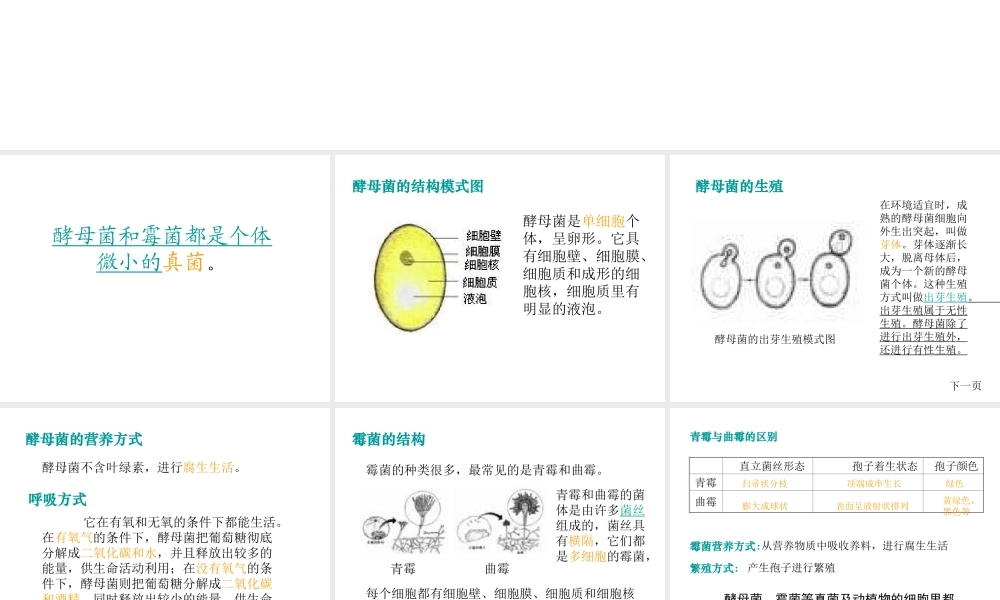 八年级生物上册 第5单元 第5章 病毒 第一节 细菌和真菌在自然界中的作用课件1 新人教版
