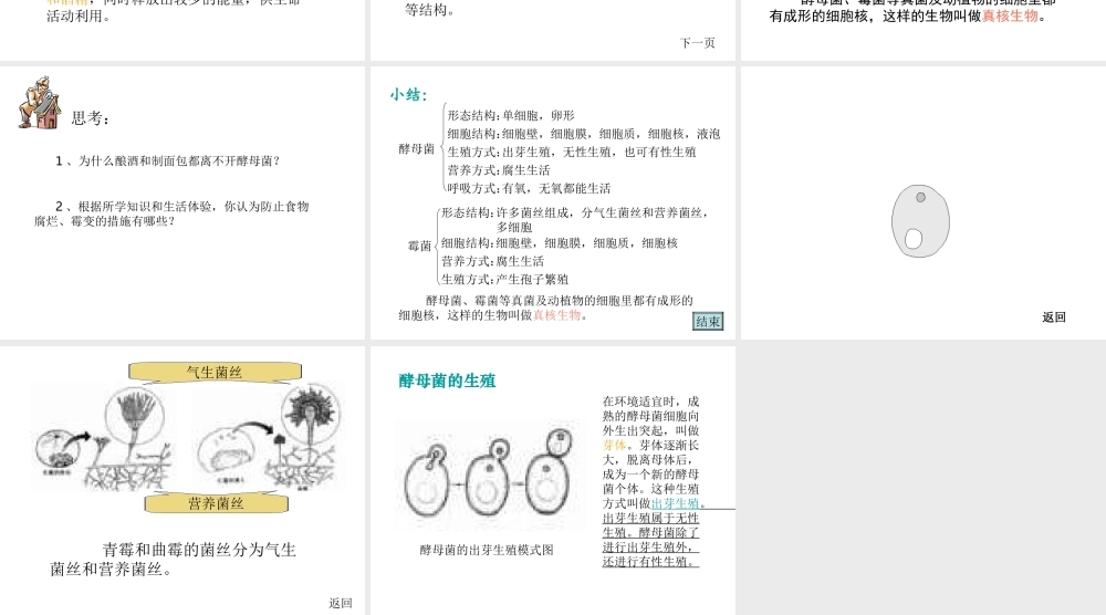 八年级生物上册 第5单元 第5章 病毒 第一节 细菌和真菌在自然界中的作用课件1 新人教版