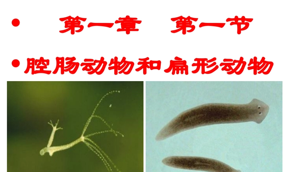 八年级生物上册 第一节 腔肠动物和扁形动物课件 （新版）新人教版