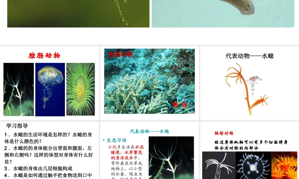 八年级生物上册 第一节 腔肠动物和扁形动物课件 （新版）新人教版