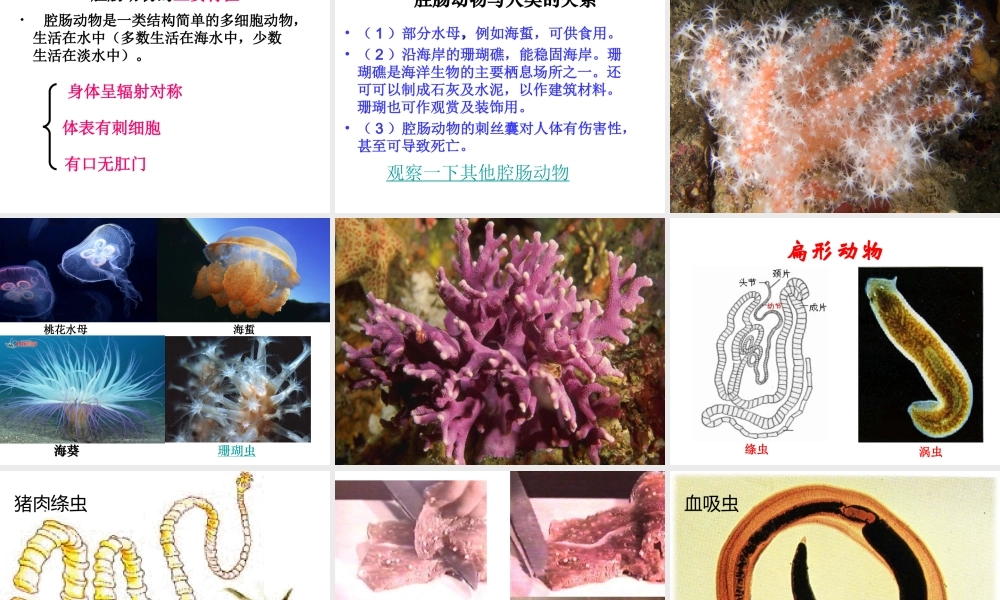 八年级生物上册 第一节 腔肠动物和扁形动物课件 （新版）新人教版