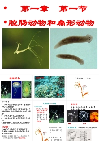 八年级生物上册 第一节 腔肠动物和扁形动物课件 （新版）新人教版