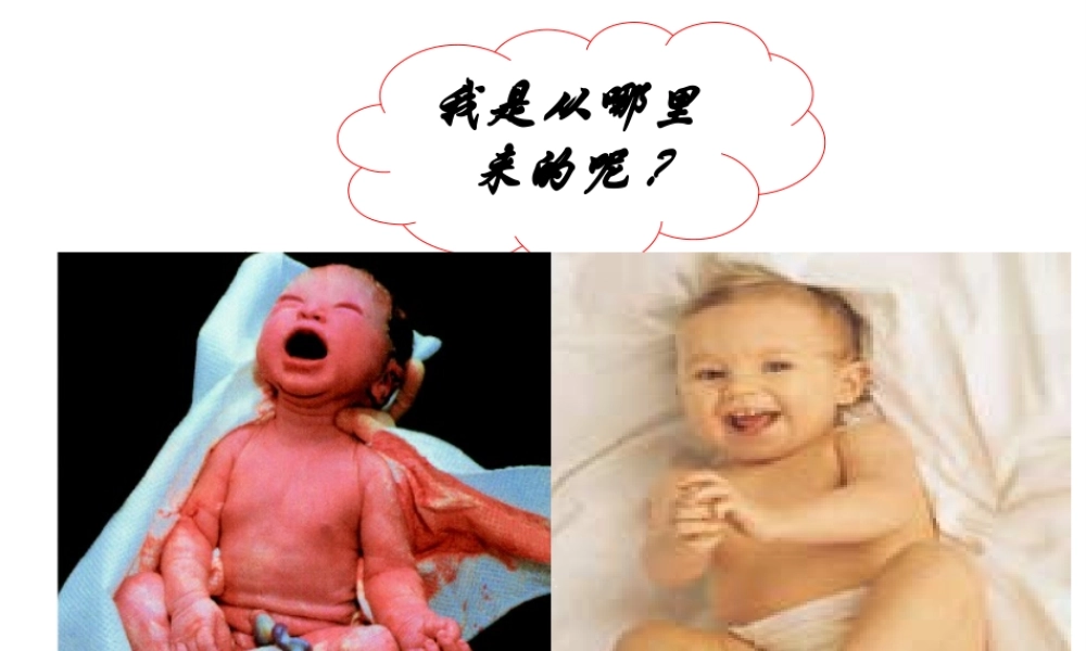 八年级生物上册 第三章 动物的生殖和发育 第一节 婴儿的诞生课件 济南版