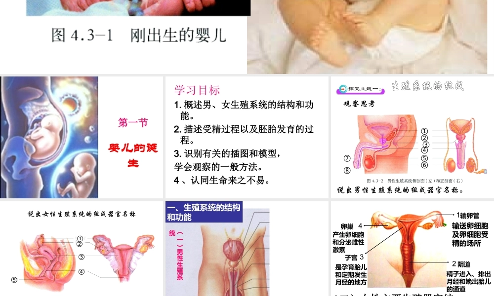 八年级生物上册 第三章 动物的生殖和发育 第一节 婴儿的诞生课件 济南版