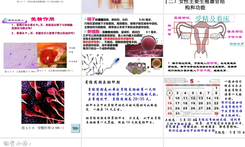 八年级生物上册 第三章 动物的生殖和发育 第一节 婴儿的诞生课件 济南版