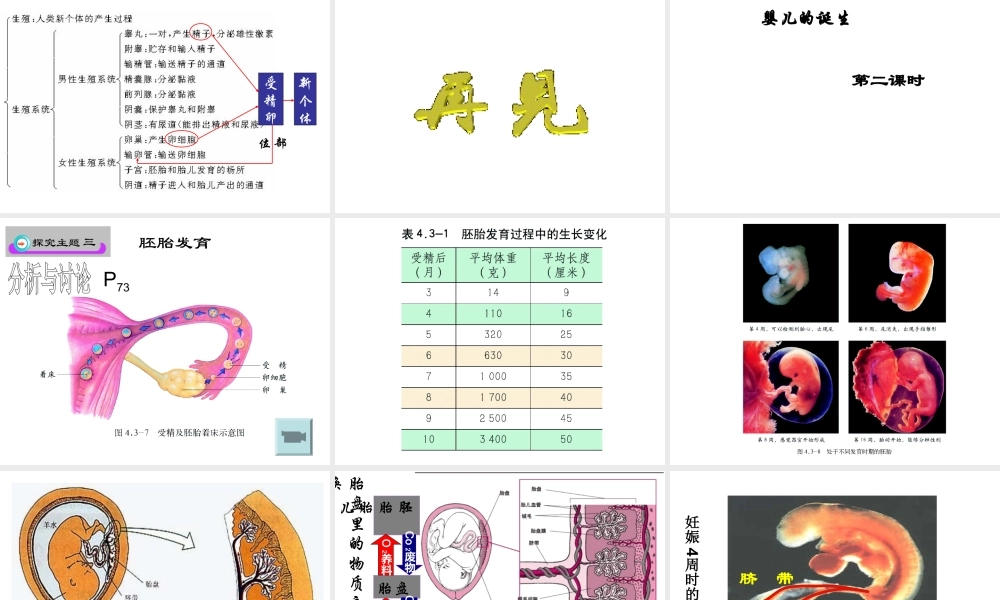八年级生物上册 第三章 动物的生殖和发育 第一节 婴儿的诞生课件 济南版