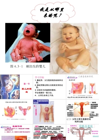 八年级生物上册 第三章 动物的生殖和发育 第一节 婴儿的诞生课件 济南版