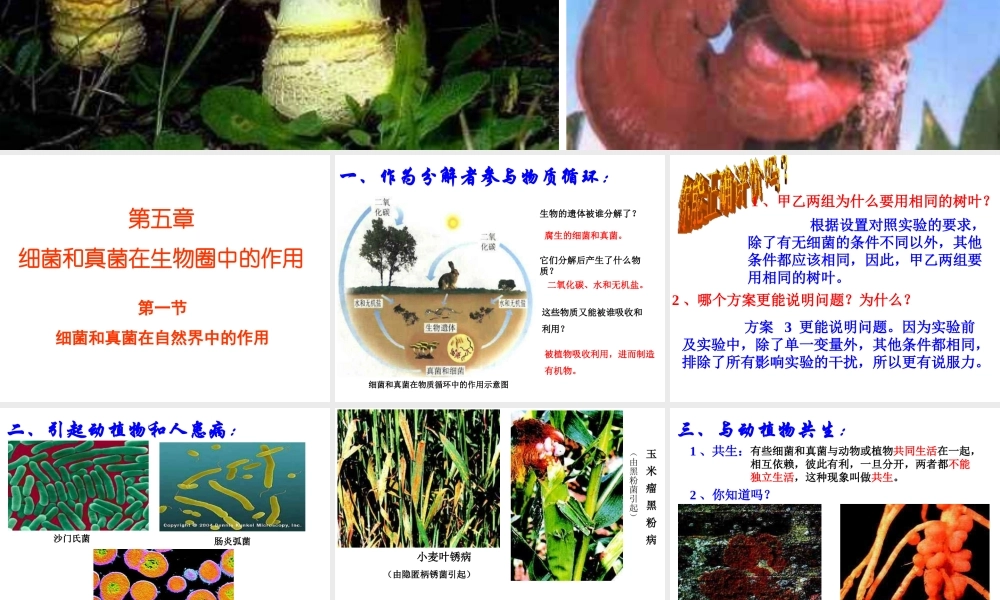 八年级生物上册 第5单元 第5章 病毒 第一节 细菌和真菌在自然界中的作用课件2 新人教版