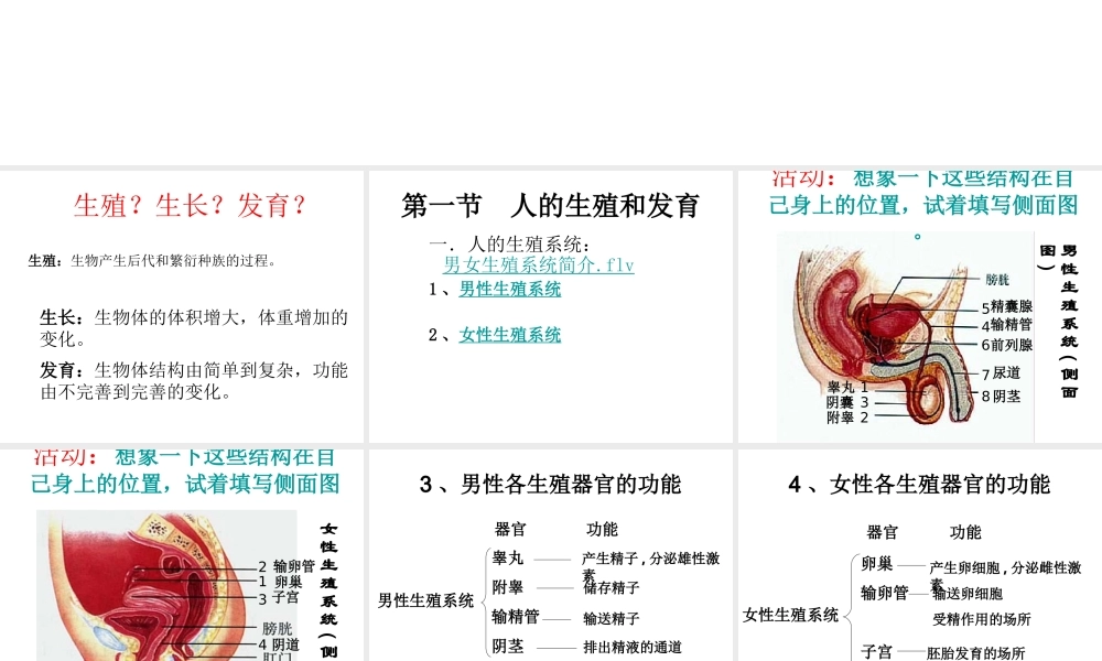 八年级生物上册 第一节 人的生殖和发育（第1课时）课件 北师大版