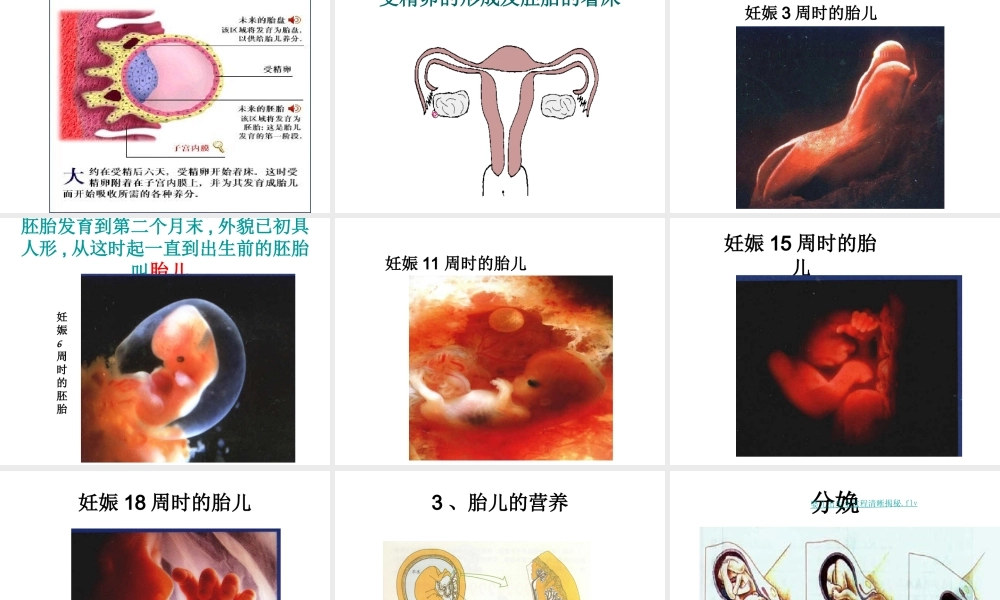 八年级生物上册 第一节 人的生殖和发育（第1课时）课件 北师大版