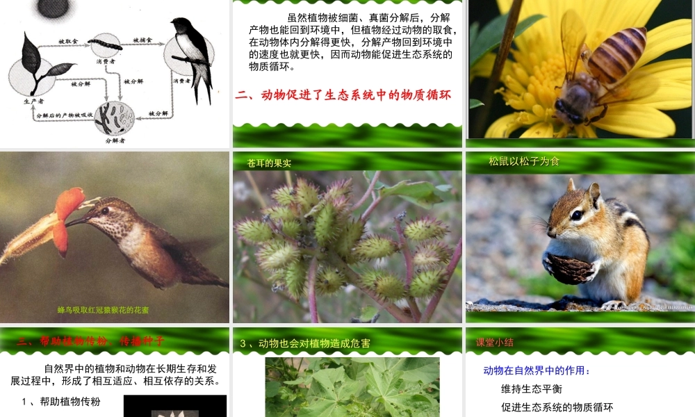 八年级生物上册 第三章 动物在生物圈中的作用课件 新人教版