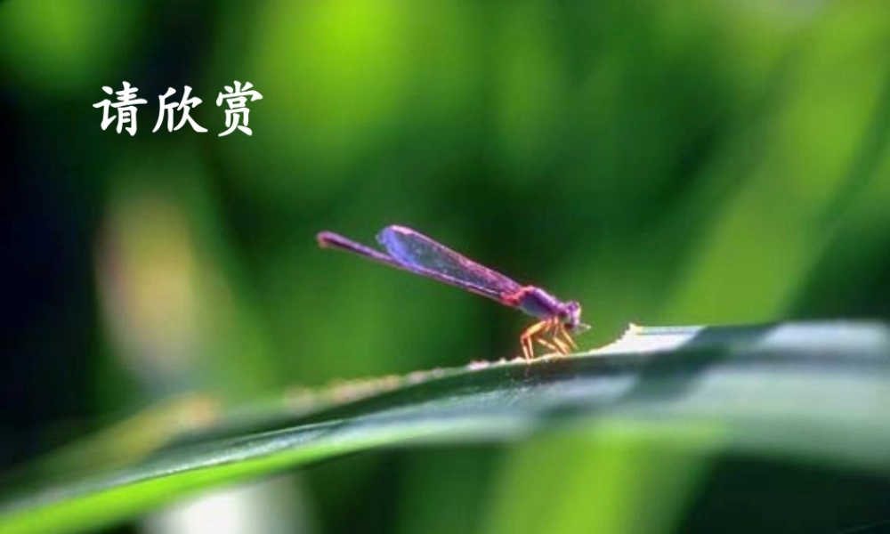 八年级生物上册 第三章 动物在自然界中的作用课件 （新版）新人教版