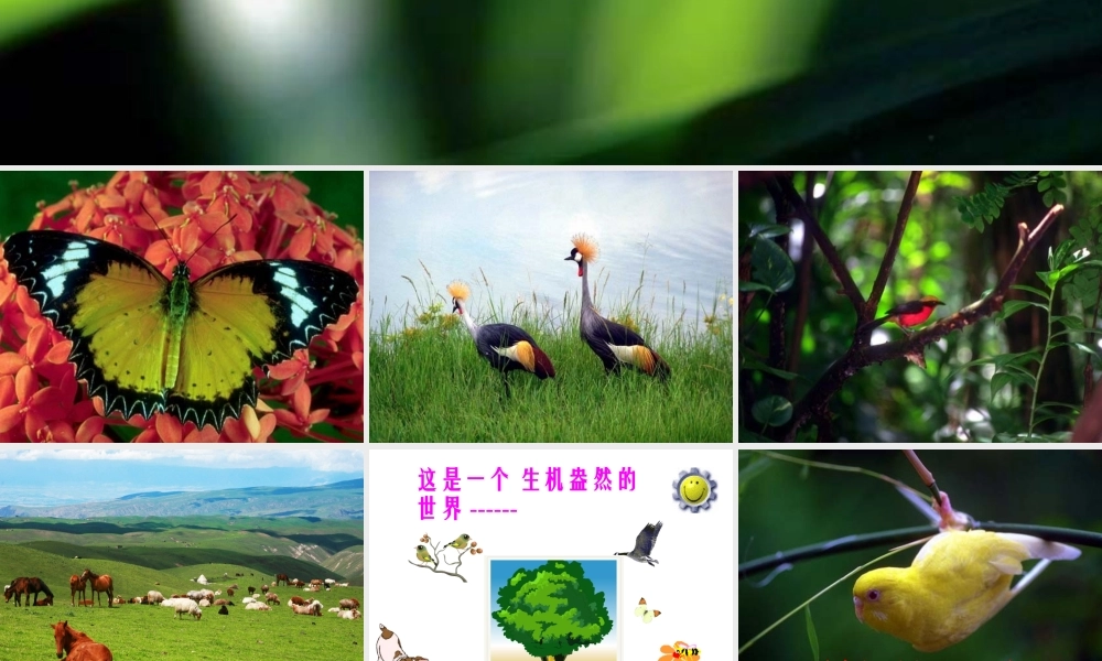 八年级生物上册 第三章 动物在自然界中的作用课件 （新版）新人教版