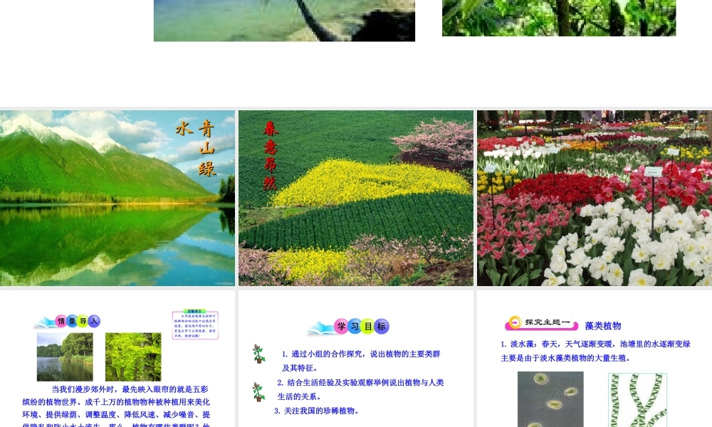 八年级生物上册 第一节 五彩缤纷的植物世界课件 （新版）苏教版