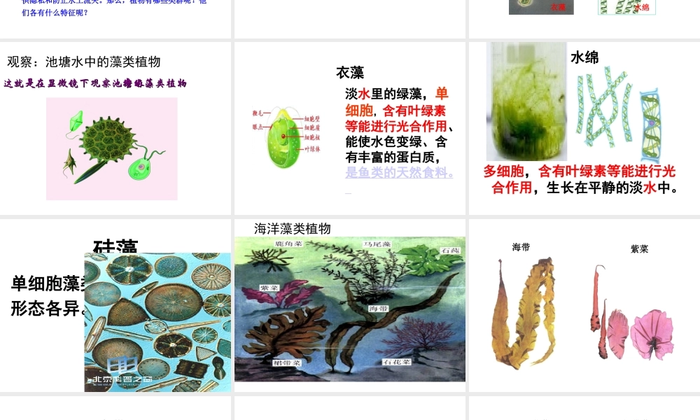 八年级生物上册 第一节 五彩缤纷的植物世界课件 （新版）苏教版