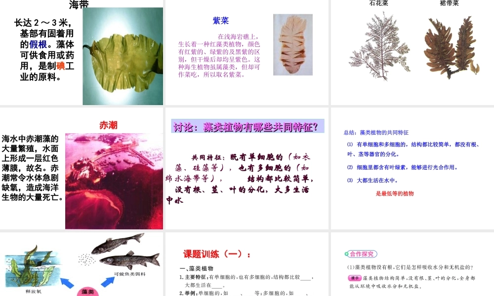 八年级生物上册 第一节 五彩缤纷的植物世界课件 （新版）苏教版