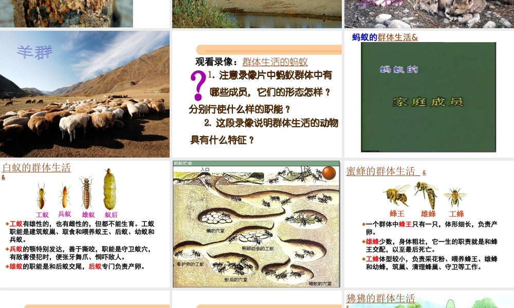 八年级生物上册 第五单元 5.2.3 动物的社会行为课件 （新版）新人教版