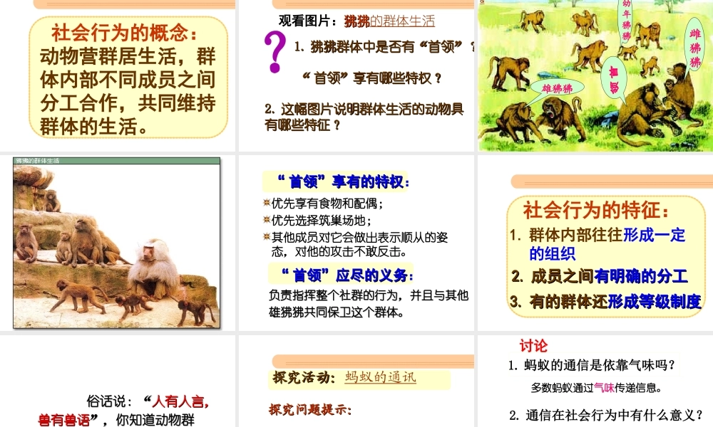 八年级生物上册 第五单元 5.2.3 动物的社会行为课件 （新版）新人教版