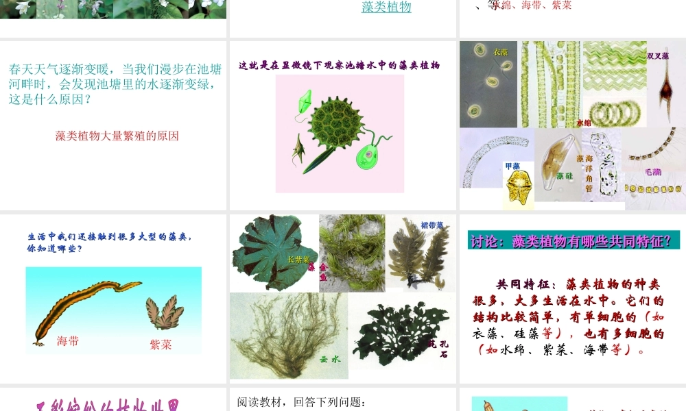 八年级生物上册 第一节 五彩缤纷的植物世界课件 苏教版