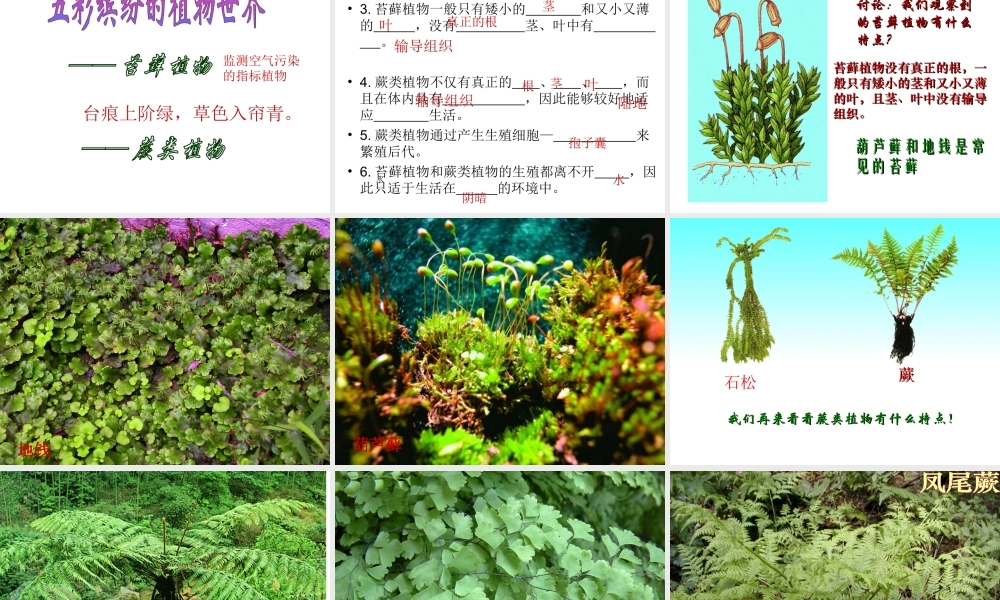 八年级生物上册 第一节 五彩缤纷的植物世界课件 苏教版