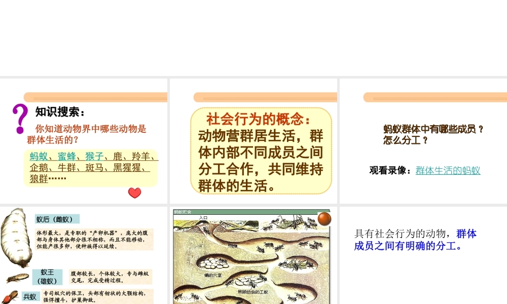 八年级生物上册 第五单元 5.2.3 社会行为课件 （新版）新人教版