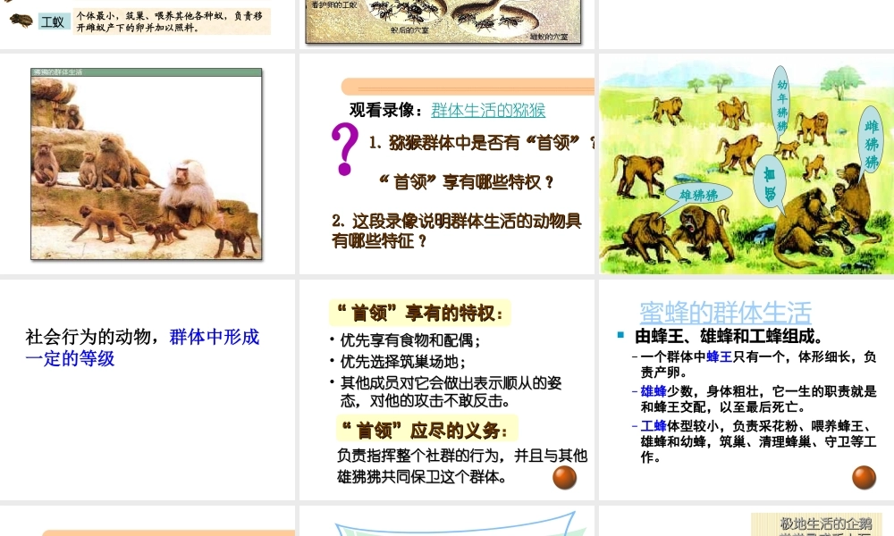 八年级生物上册 第五单元 5.2.3 社会行为课件 （新版）新人教版