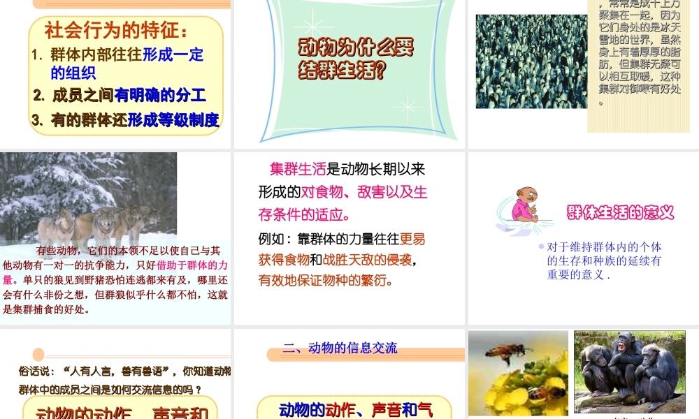 八年级生物上册 第五单元 5.2.3 社会行为课件 （新版）新人教版
