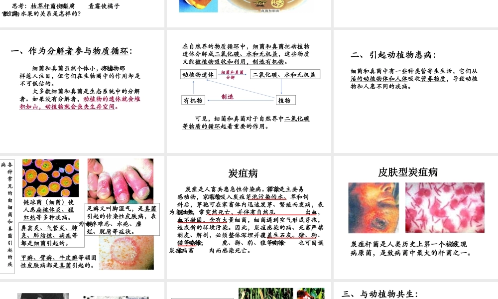 八年级生物上册 第一节 细菌和真菌在自然界中的作用课件 苏教版