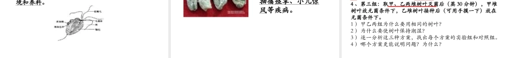 八年级生物上册 第一节 细菌和真菌在自然界中的作用课件 苏教版