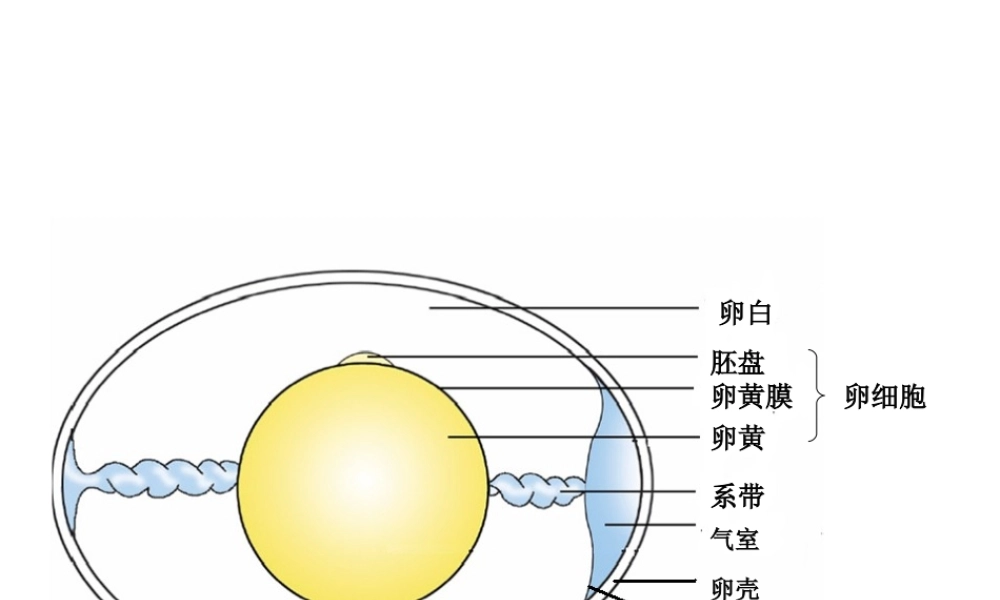 八年级生物上册 第一节 婴儿的诞生课件 济南版