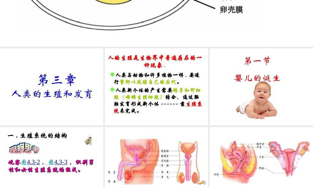八年级生物上册 第一节 婴儿的诞生课件 济南版