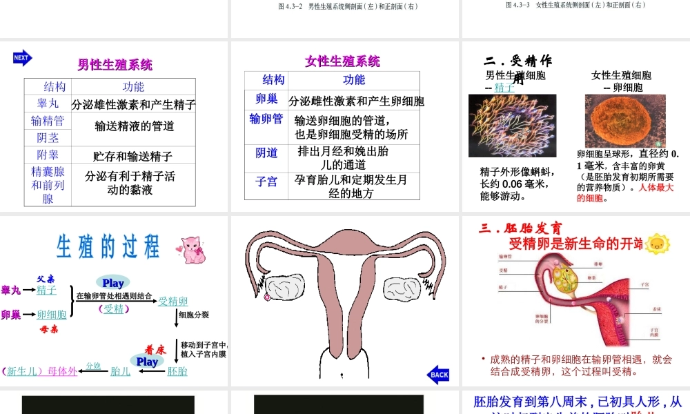 八年级生物上册 第一节 婴儿的诞生课件 济南版